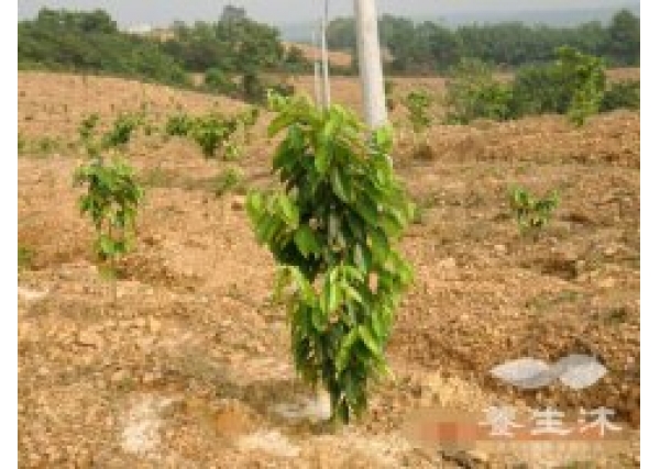 种植沉香树苗最需要注意的几点