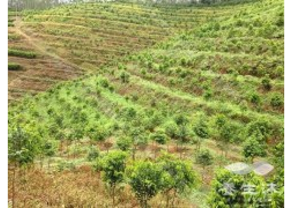 种植沉香树有什么经济收益