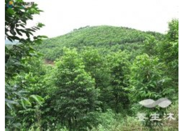 <font color='#000099'>沉香树的价值高吗？</font>