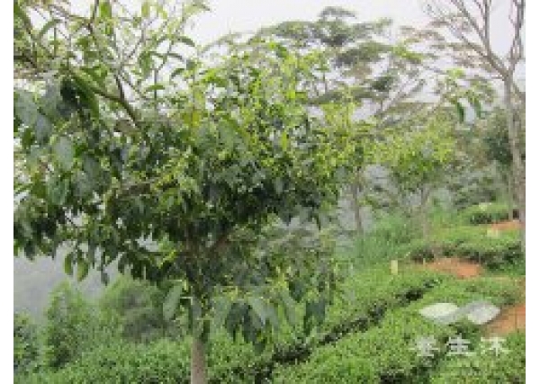 安溪茶园种植上沉香树带来新的活