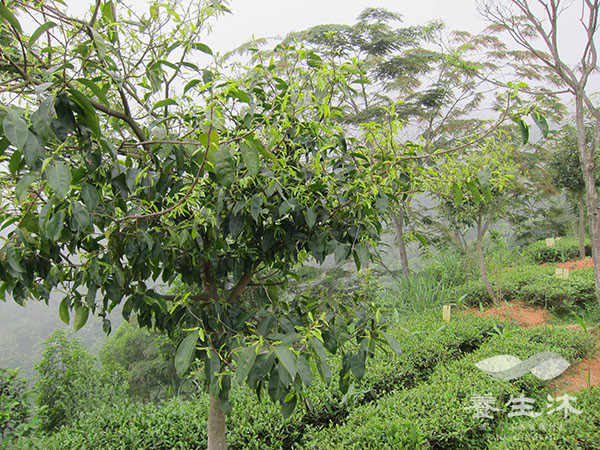 茶园套种沉香树