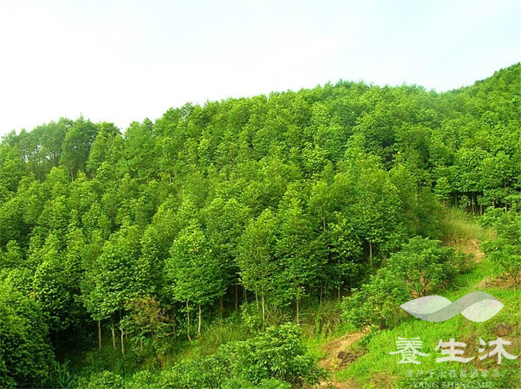 沉香林