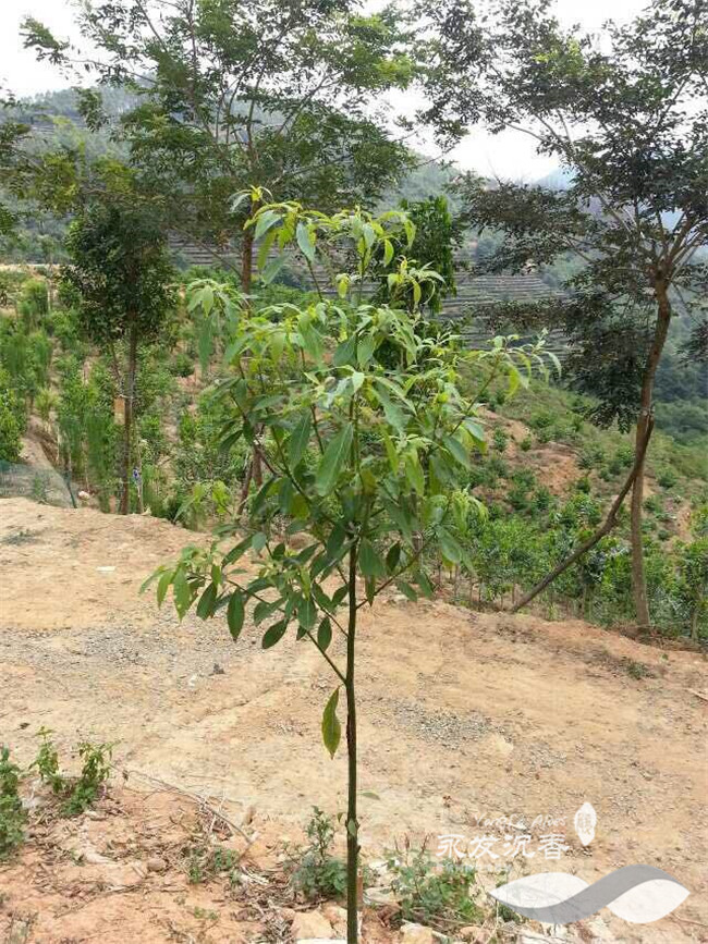 金丝楠木树