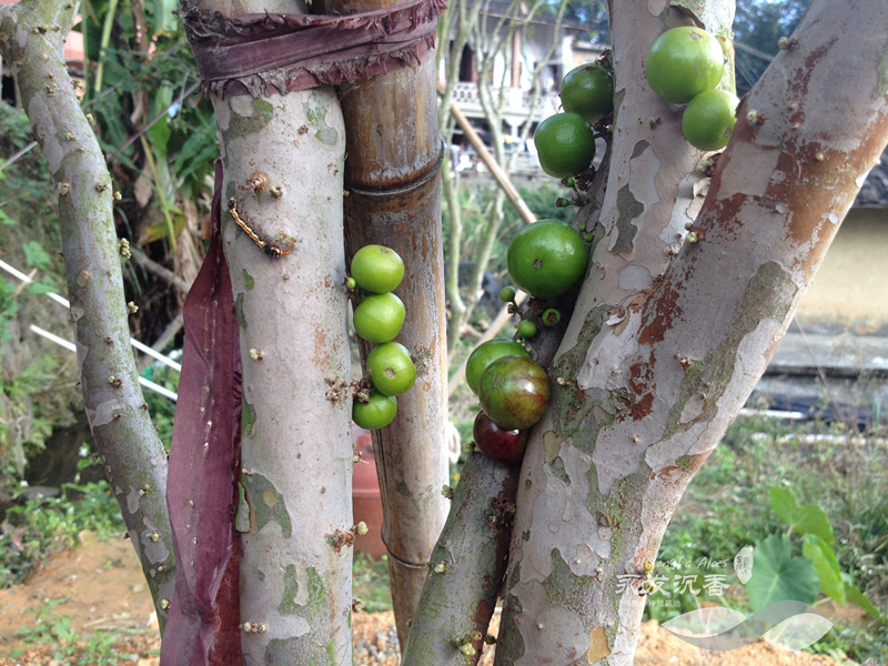 嘉宝果果实状似葡萄,故又称树葡萄,是一种常绿灌木,成长缓慢,树高