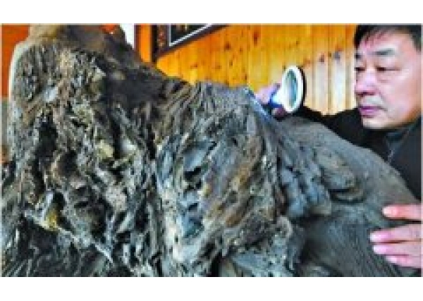湖北发现千年大型的沉香木？