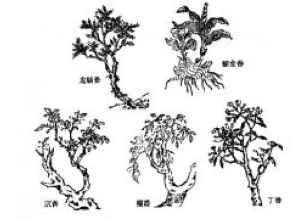 沉香历史重要文献——《天香传》