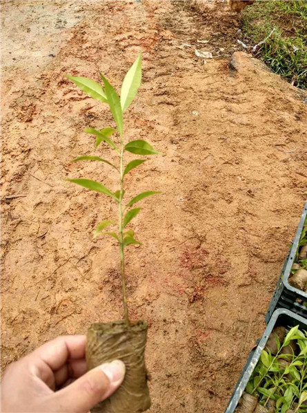 沉香树苗小杯苗常年供应，全国带