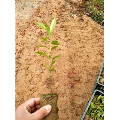 沉香树苗小杯苗常年供应，全国带