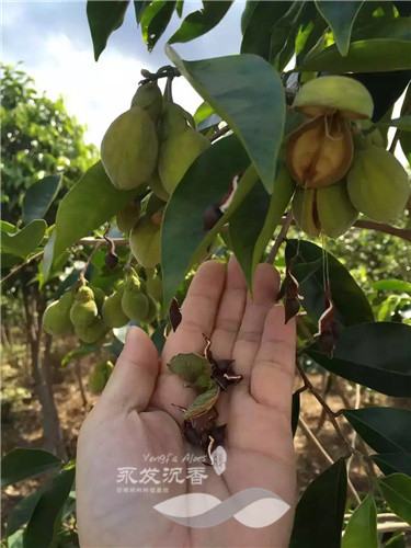 沉香树种子成熟