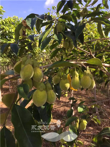 沉香树挂果图片