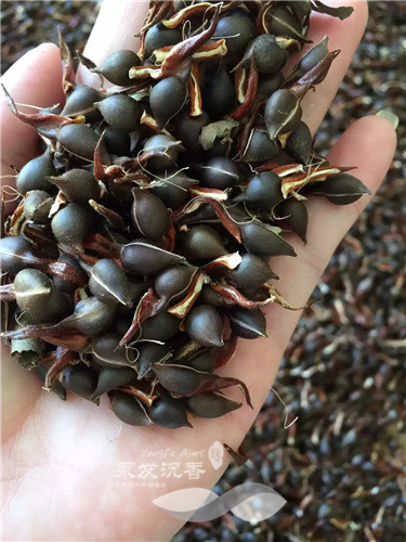 沉香种子培育季节