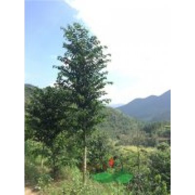 永发沉香合作社园区内的沉香树