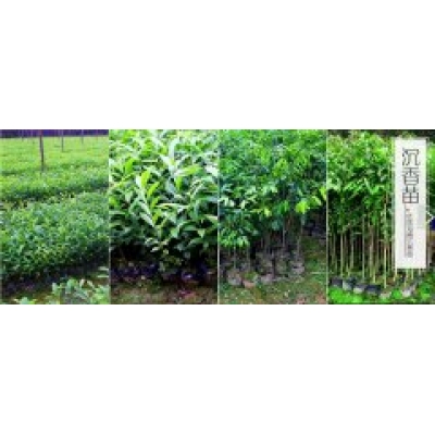 一张图明白：沉香从小苗到大树的