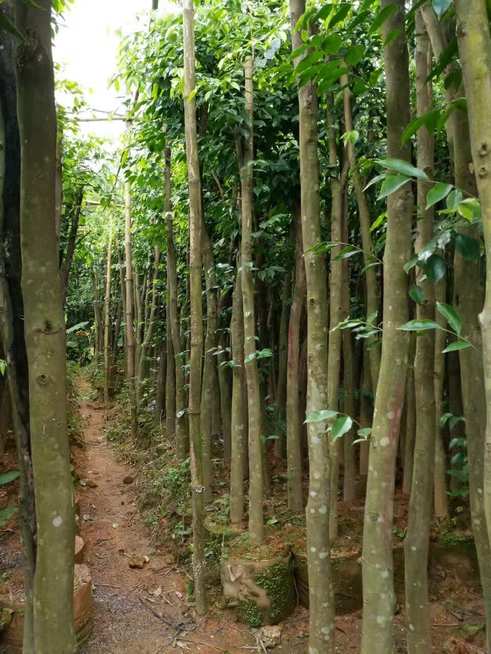 6到8公分沉香树