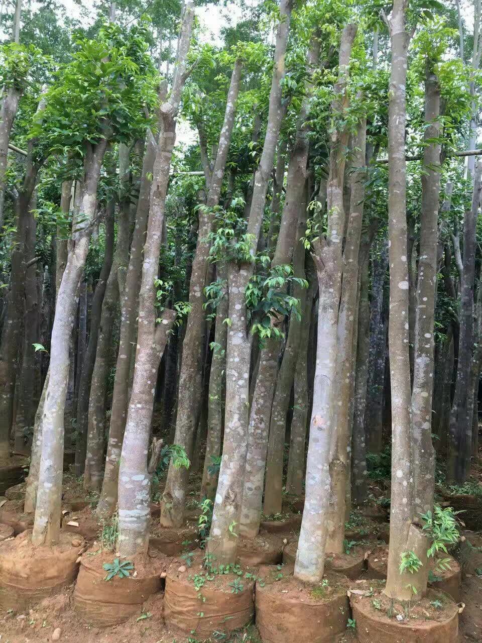 直径大的沉香树