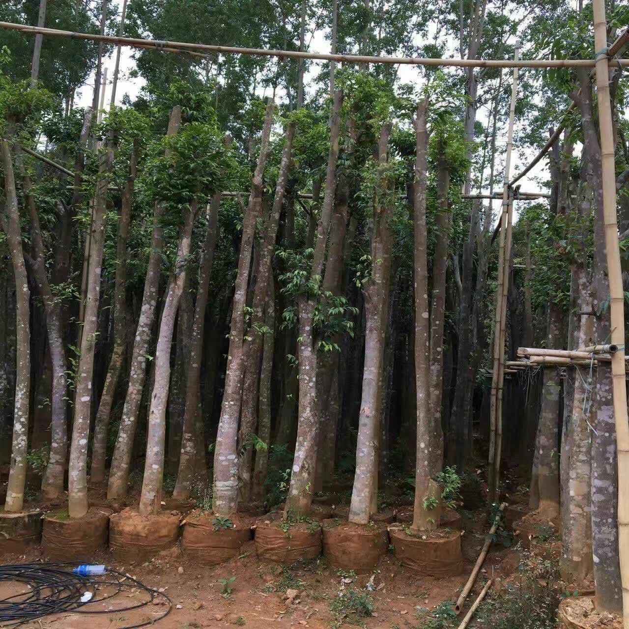 沉香树袋苗规格