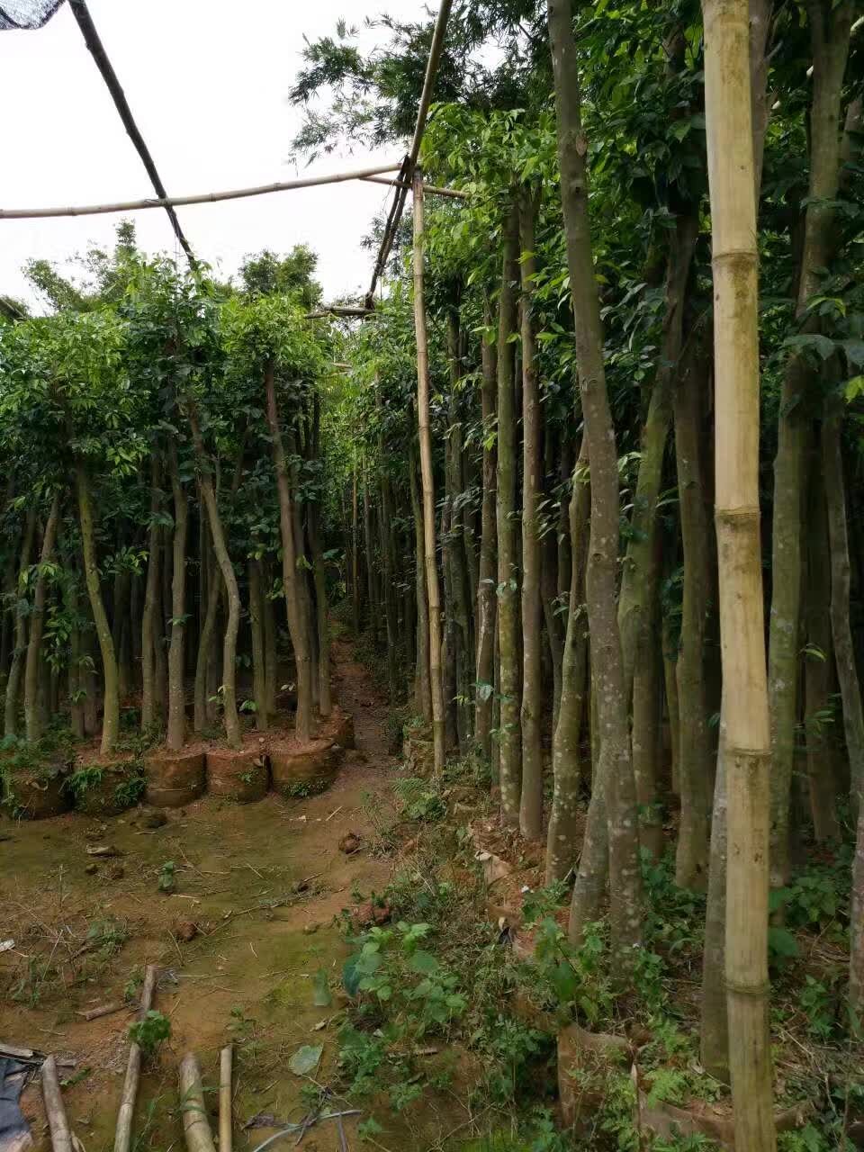 沉香移植苗公分数