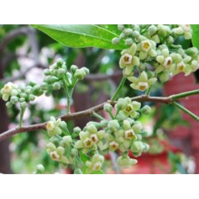 沉香花长什么样——高清图