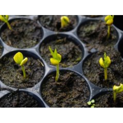 沉香种子的发芽过程——美仑而神