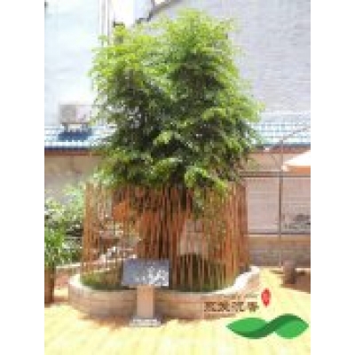 价值上百万的老沉香树 百年树龄