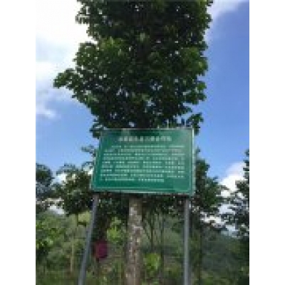 园区用来采摘沉香种子的沉香树