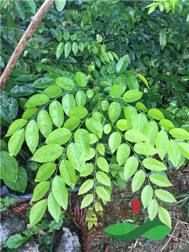 永发沉香基地黄花梨