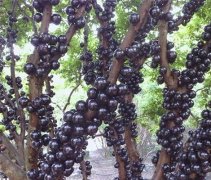 绿富双收！蕉岭引进种植树葡萄带