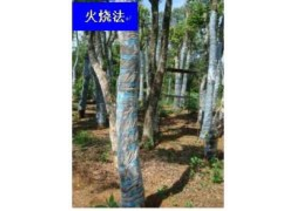 沉香树人工结香方法9：火烧法