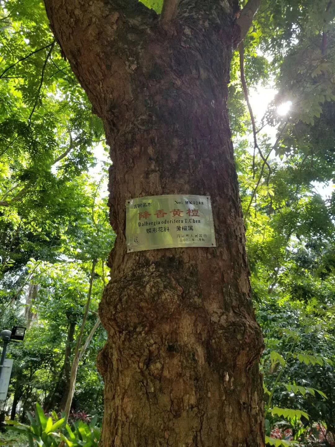 贵州百年树木丨它从时光中走来：梵净钟灵毓秀长|印江|紫薇|贵州_新浪新闻