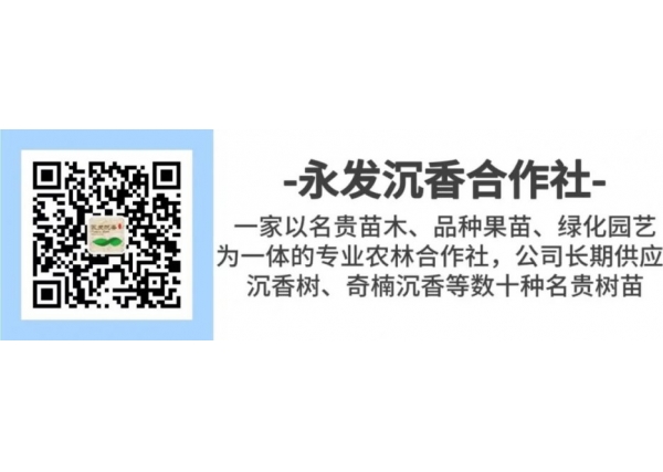 2024中国沉香产业发展报告 || 沉香